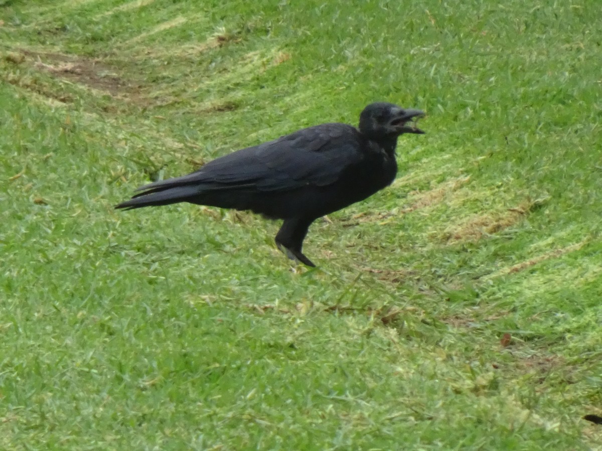 American Crow - ML366015121