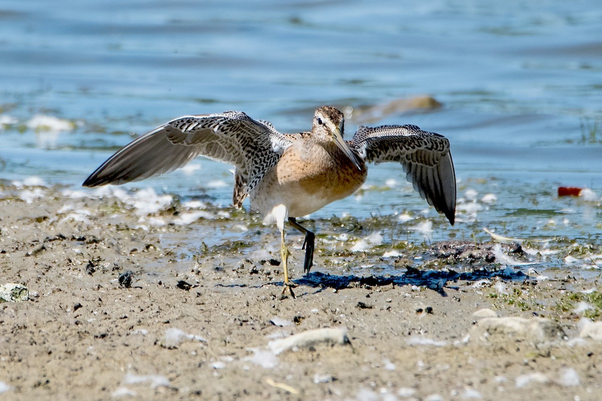 Short-billed Dowitcher - Sue Barth