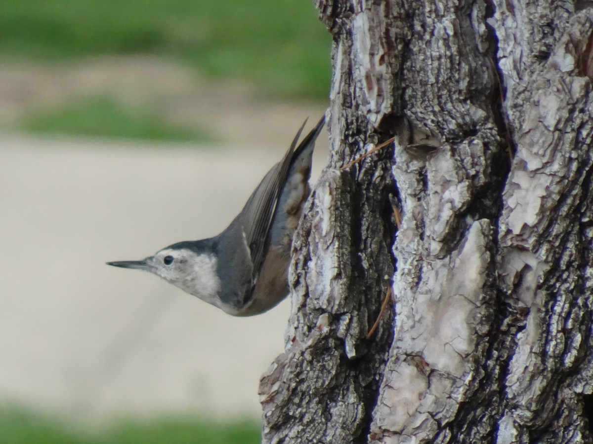 White-breasted Nuthatch - Julia Ray