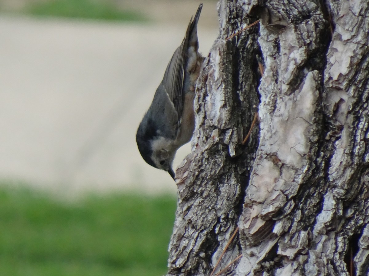 White-breasted Nuthatch - ML366015641