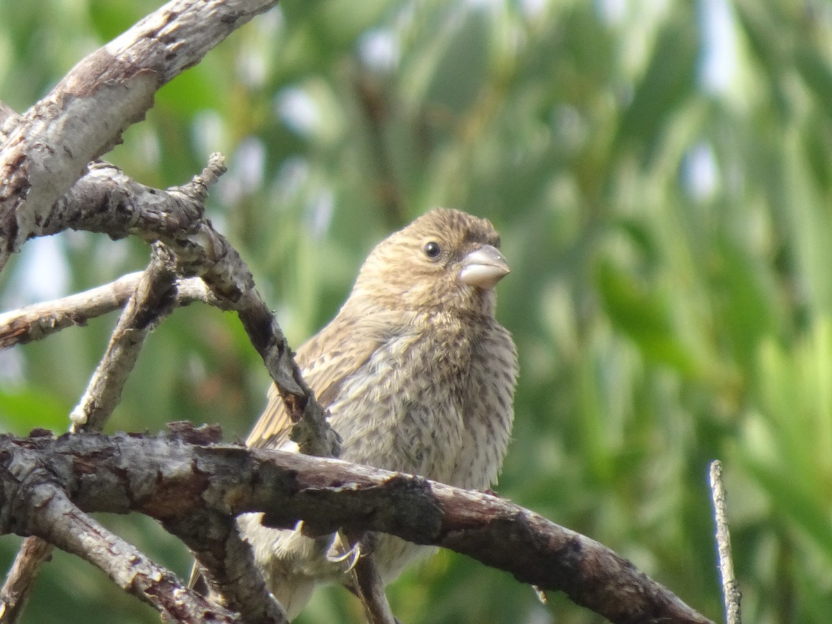 House Finch - Julia Ray