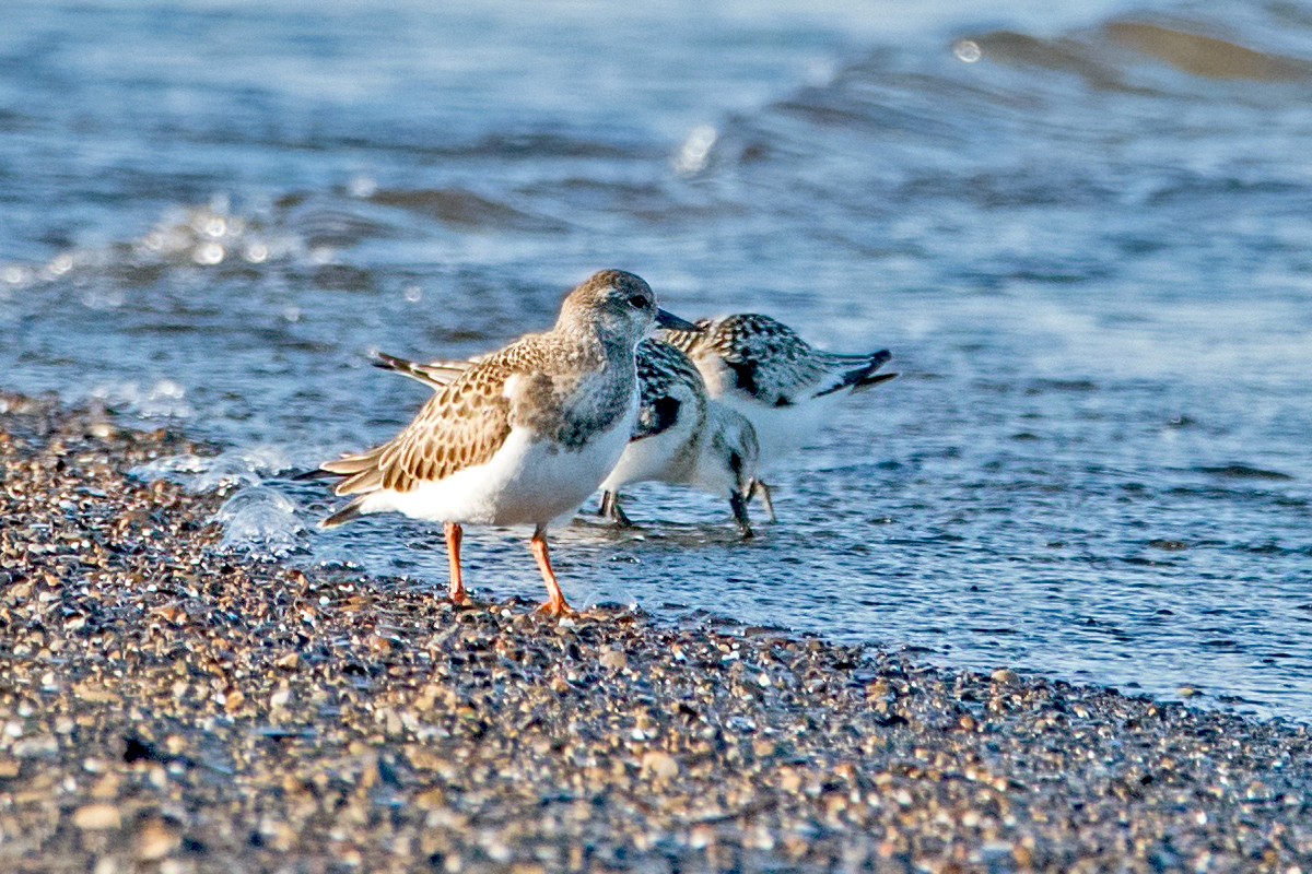 Ruddy Turnstone - ML366016011