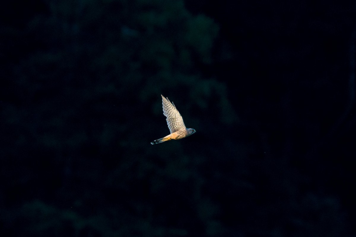 Eurasian Kestrel - ML366017011