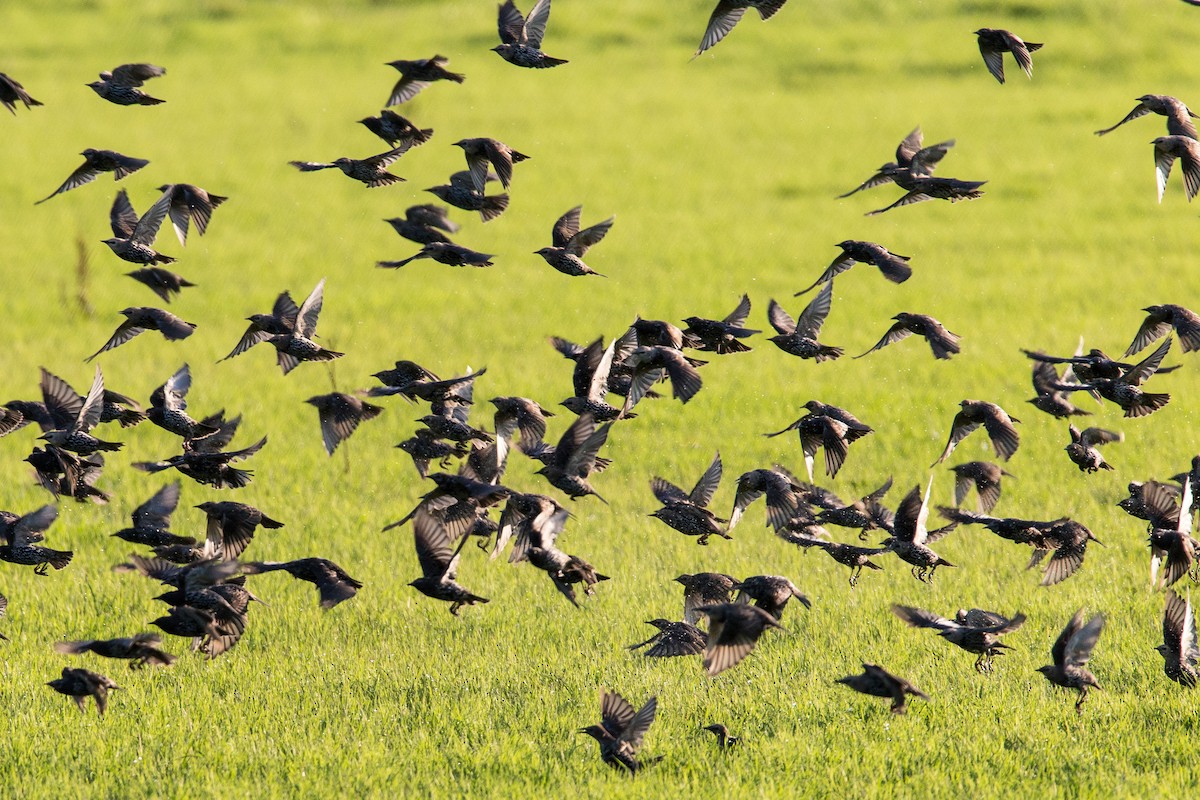 European Starling - ML366017111