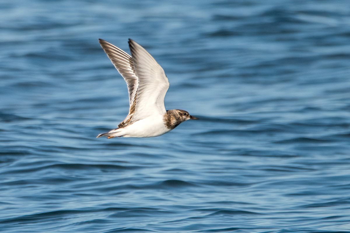 Ruddy Turnstone - ML366017361