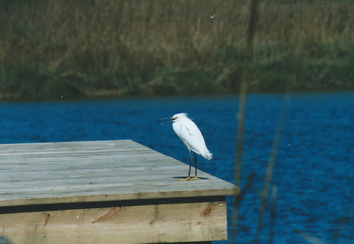 Snowy Egret - ML36602311