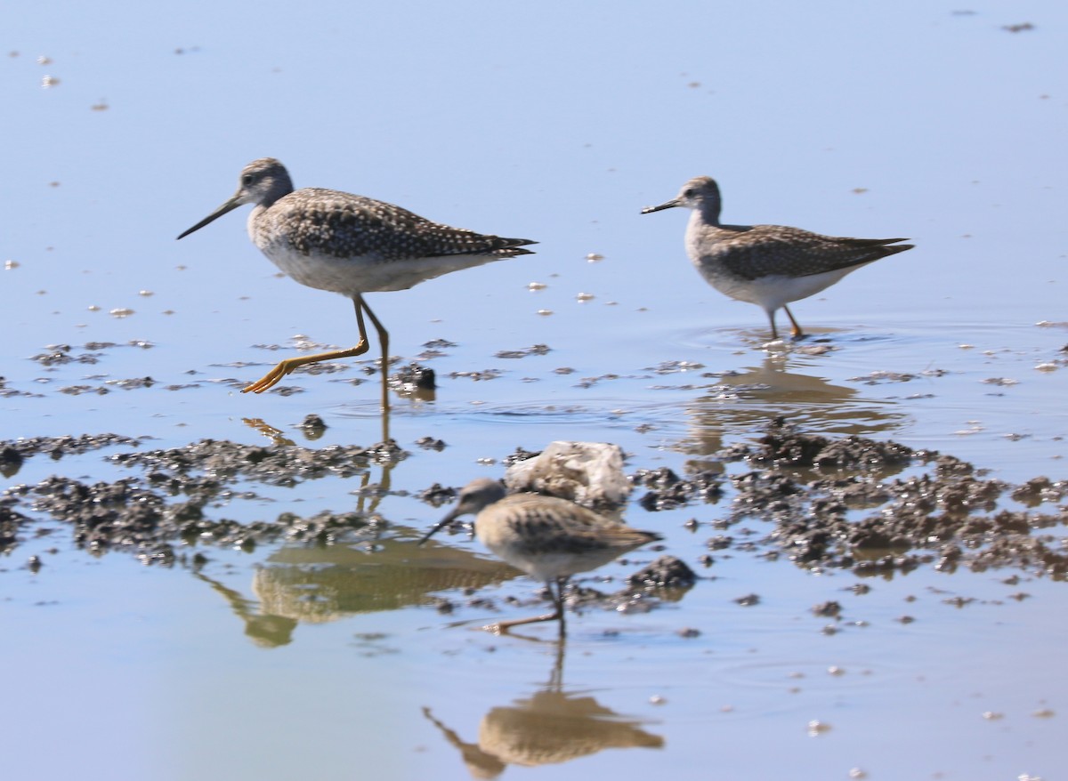 Greater Yellowlegs - ML366026911