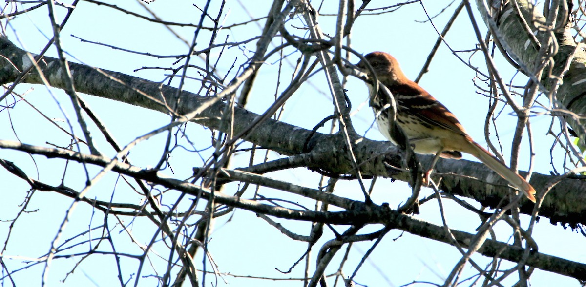 Brown Thrasher - ML366030011