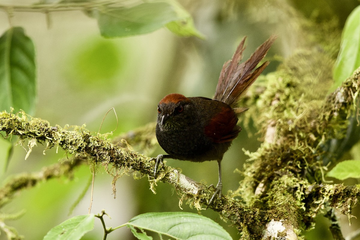 Dusky Spinetail - Tom McIntosh