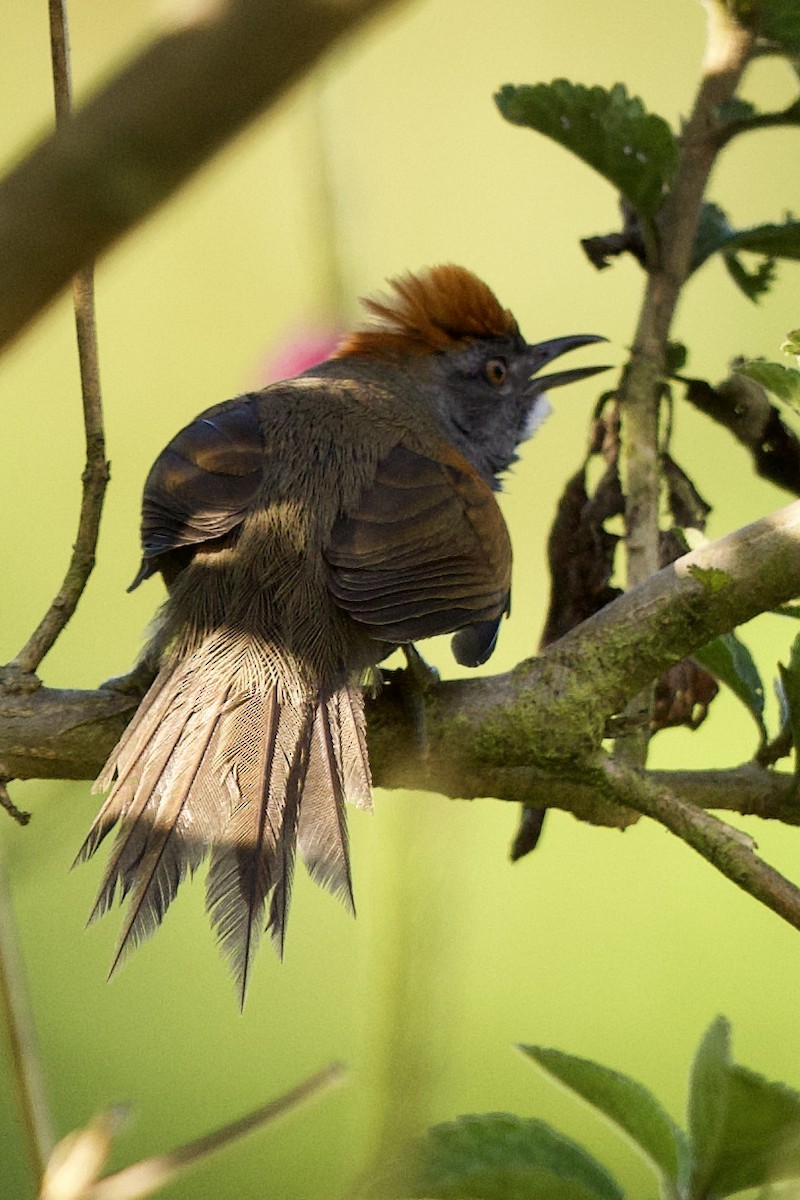 Dusky Spinetail - ML366032001