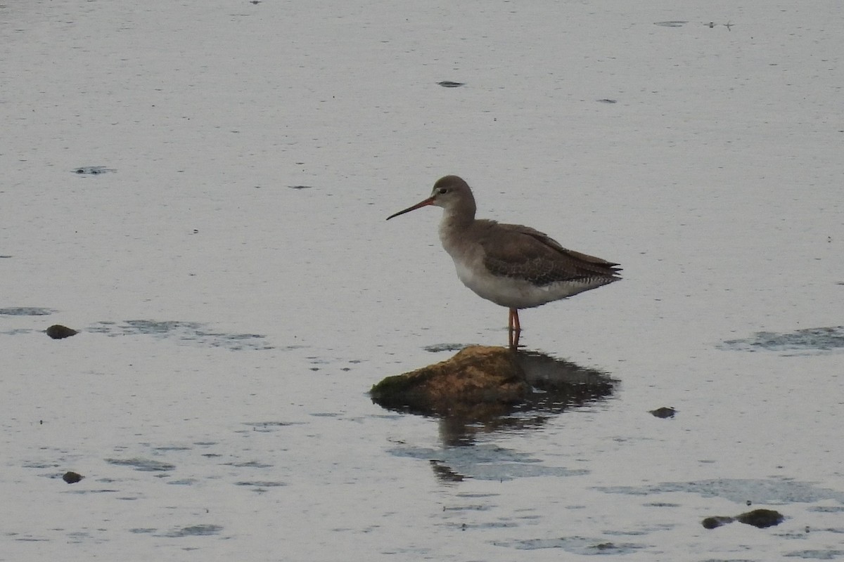 Spotted Redshank - Juan Manuel Pérez de Ana