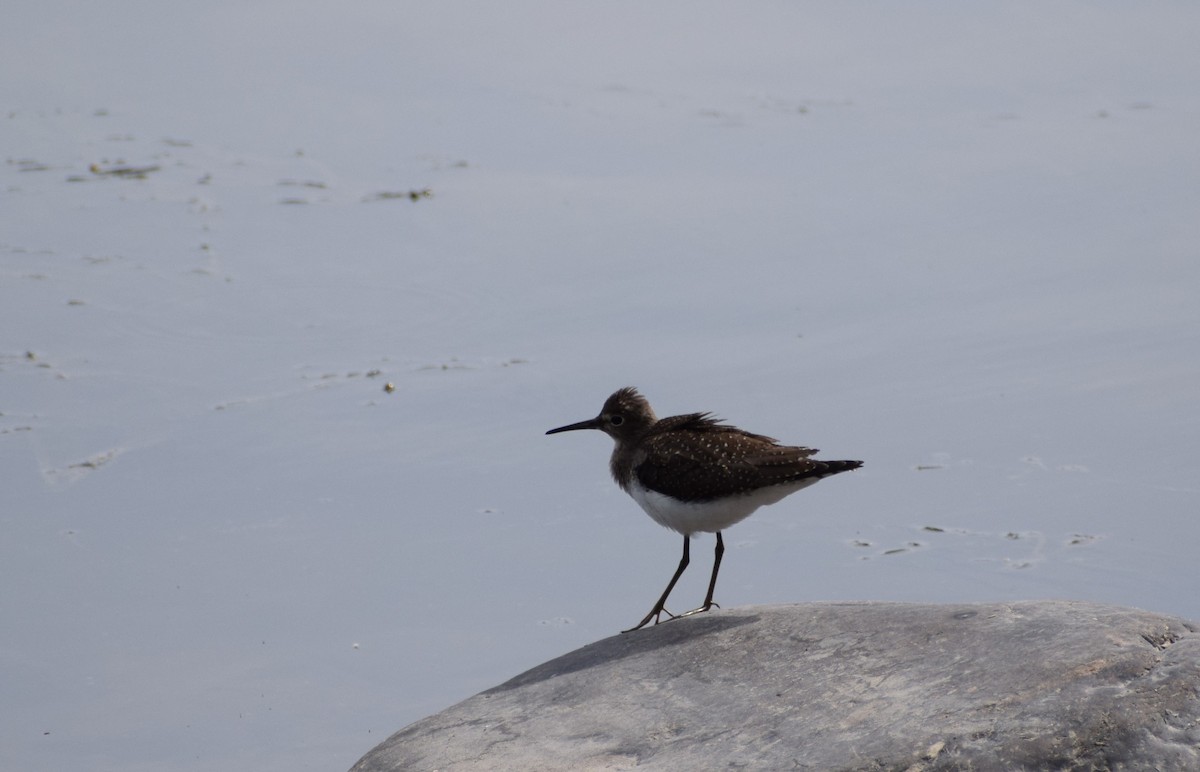 Solitary Sandpiper - ML366036741