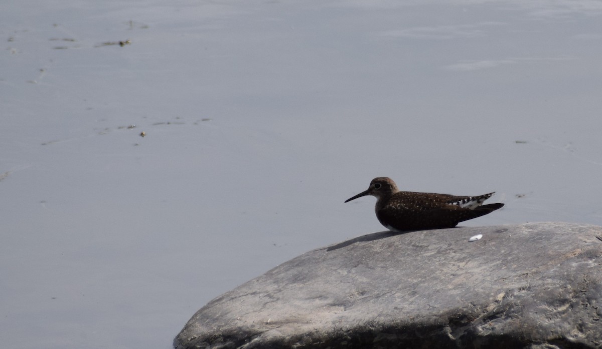 Solitary Sandpiper - ML366036751