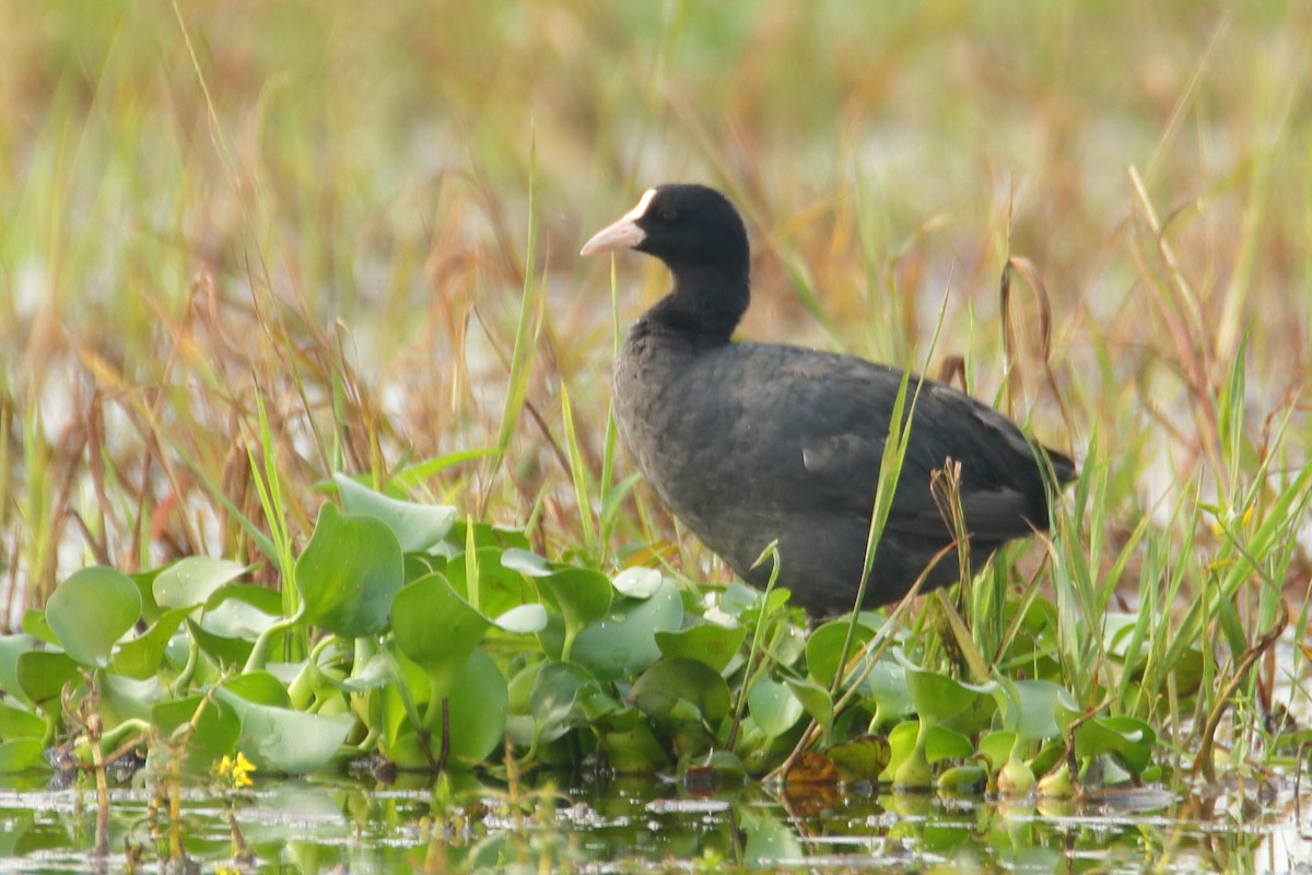 Eurasian Coot - ML366036961