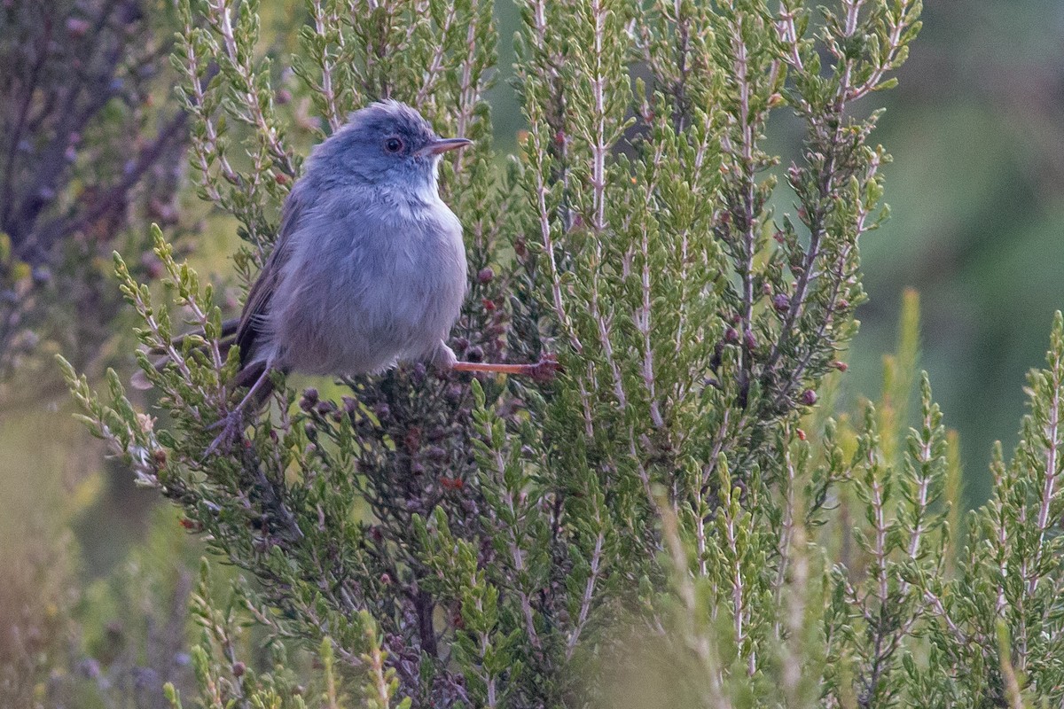 Marmora's Warbler - ML366037801