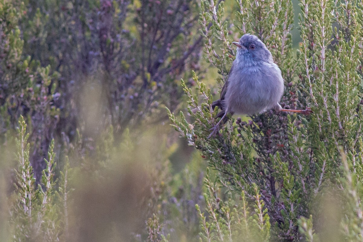 Marmora's Warbler - ML366037841