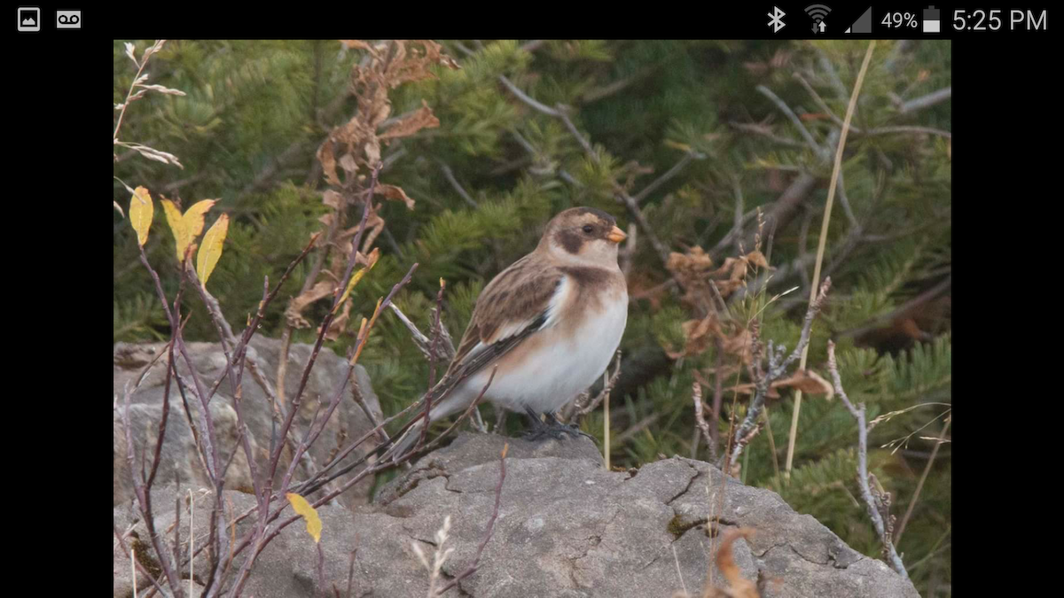 Snow Bunting - ML36603801