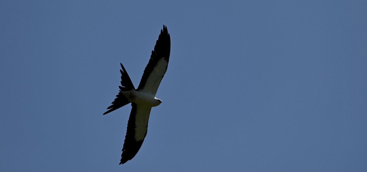Swallow-tailed Kite - ML366039271