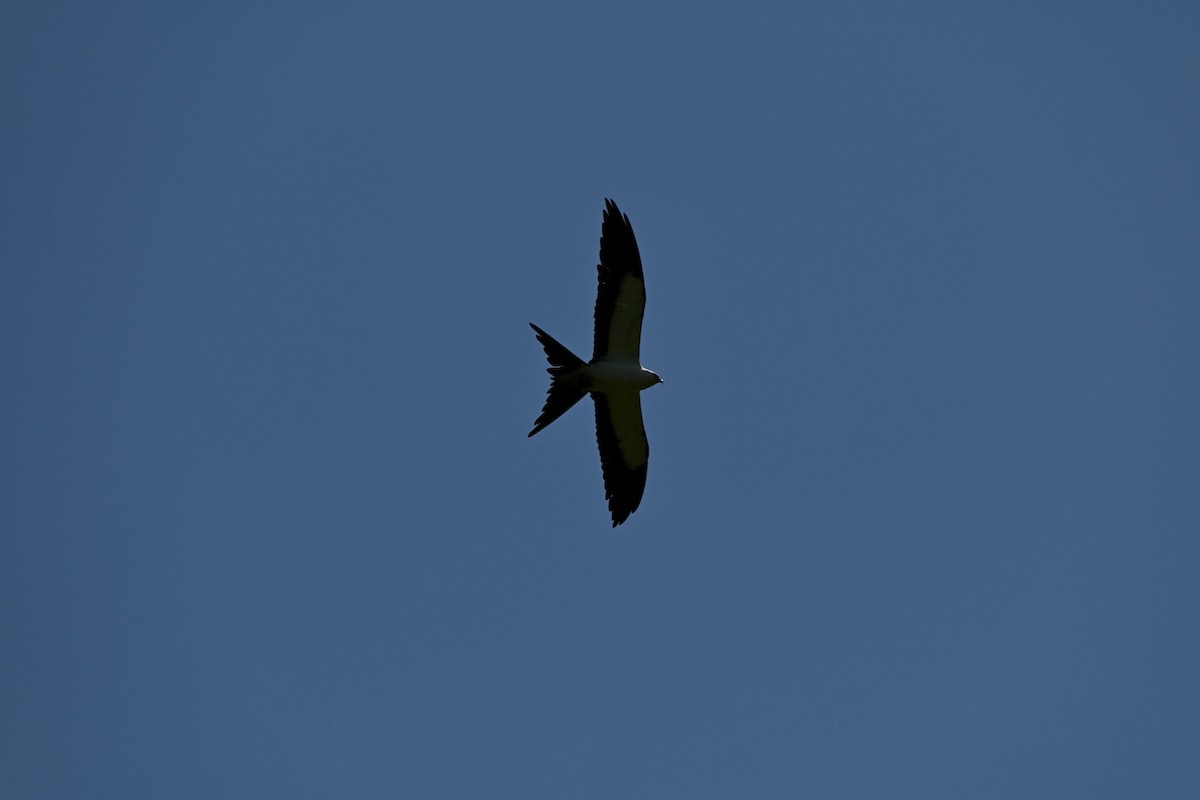 Swallow-tailed Kite - ML366039281