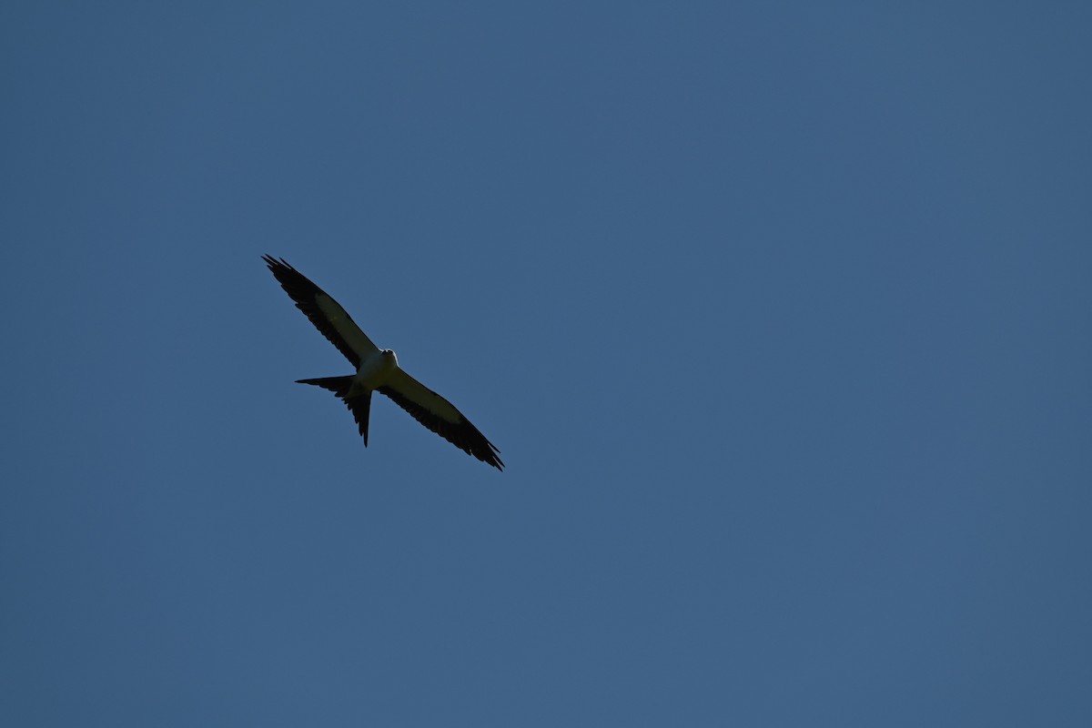 Swallow-tailed Kite - ML366039291