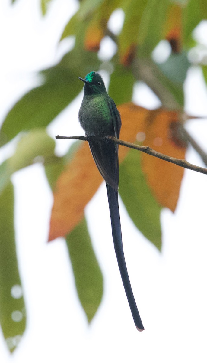 Long-tailed Sylph - ML366041051