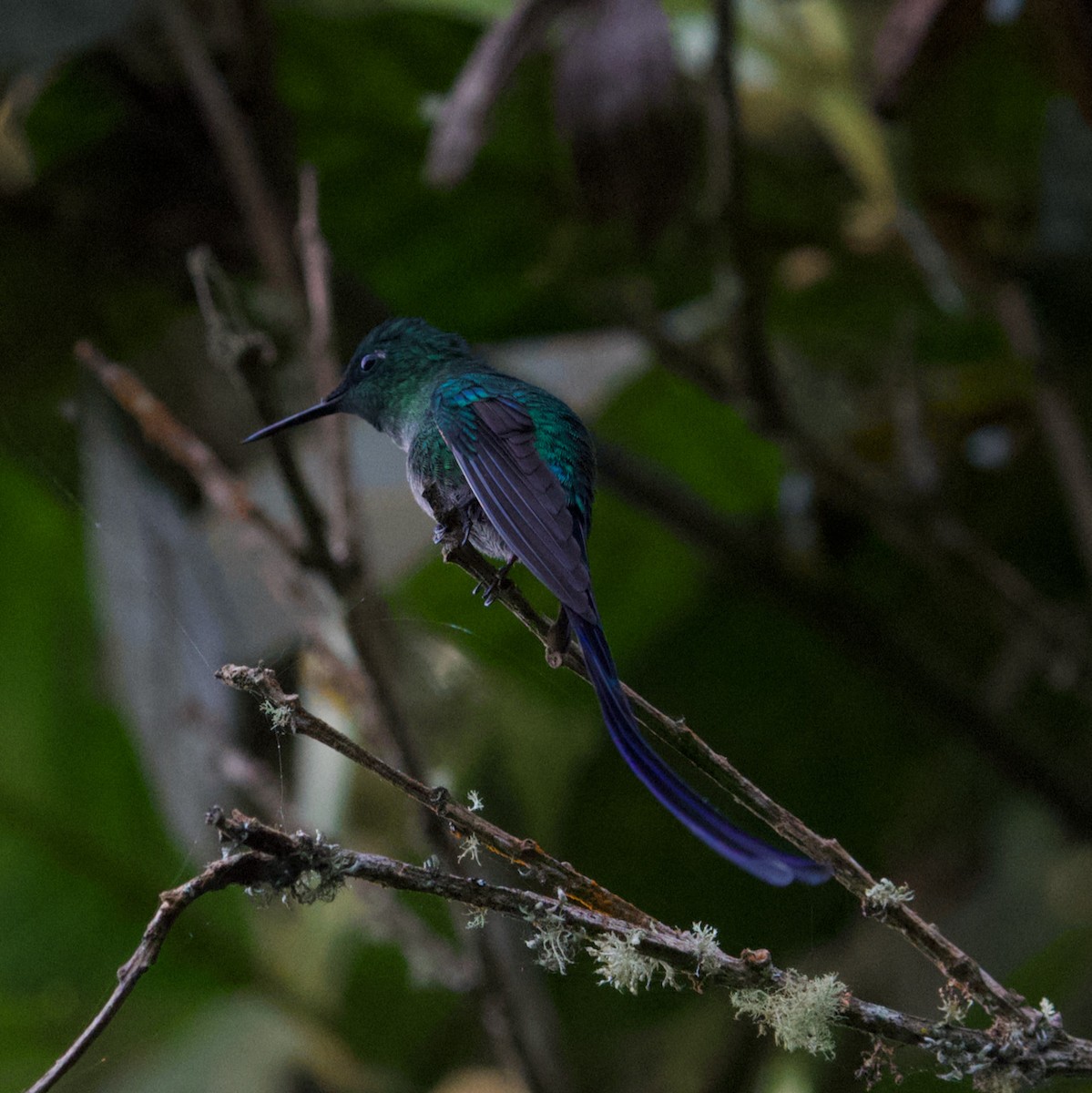 Long-tailed Sylph - ML366041071