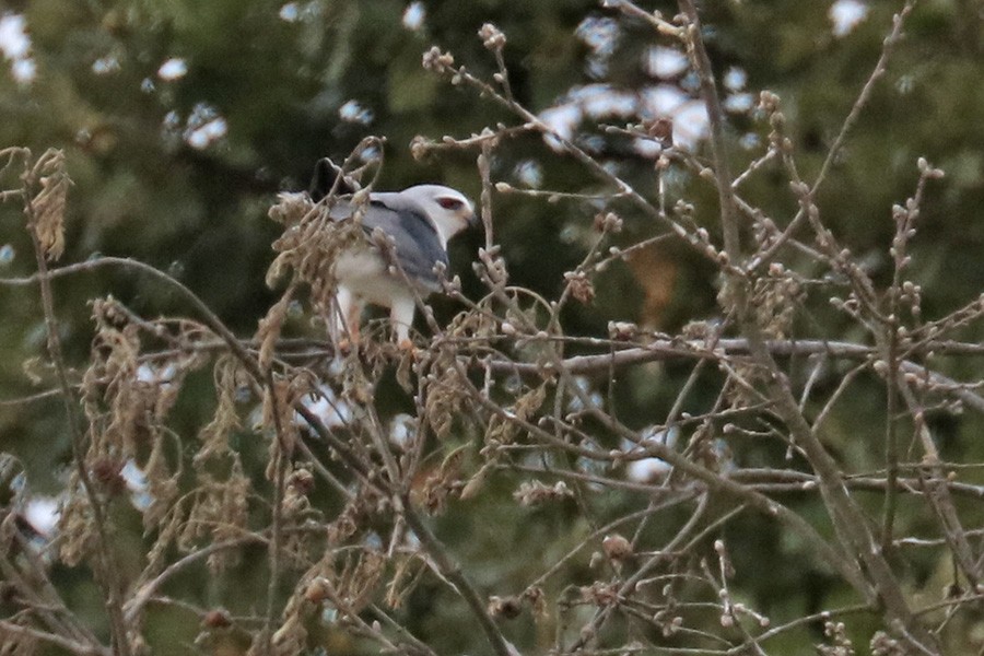 Black-winged Kite - Francisco Barroqueiro