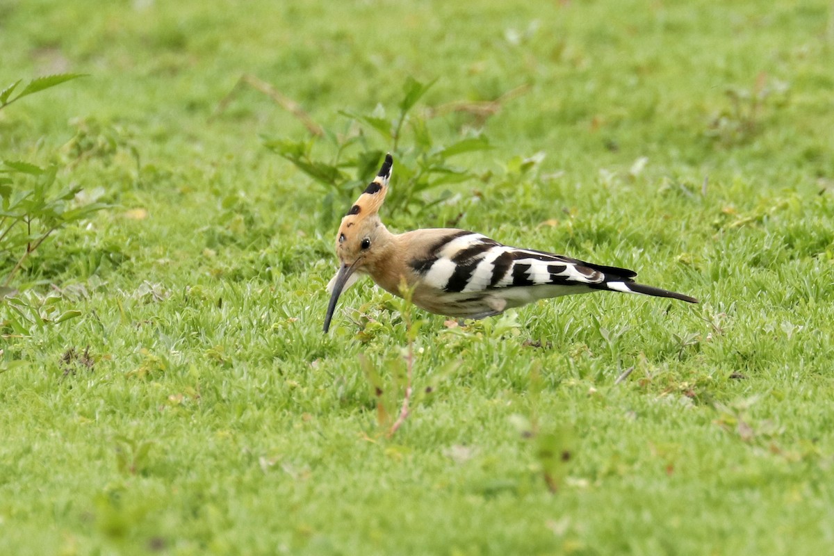 Eurasian Hoopoe - ML366043341