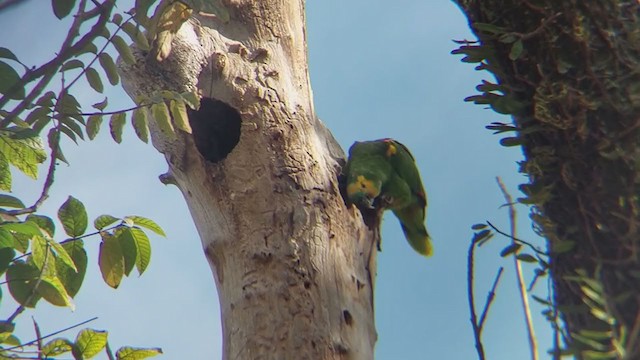 Turquoise-fronted Parrot - ML366043541