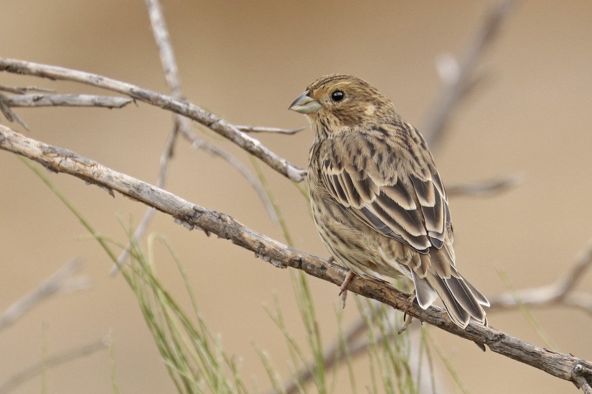 Corn Bunting - ML366045831