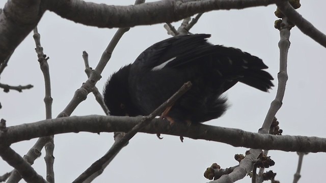 Crested Myna - ML366046131