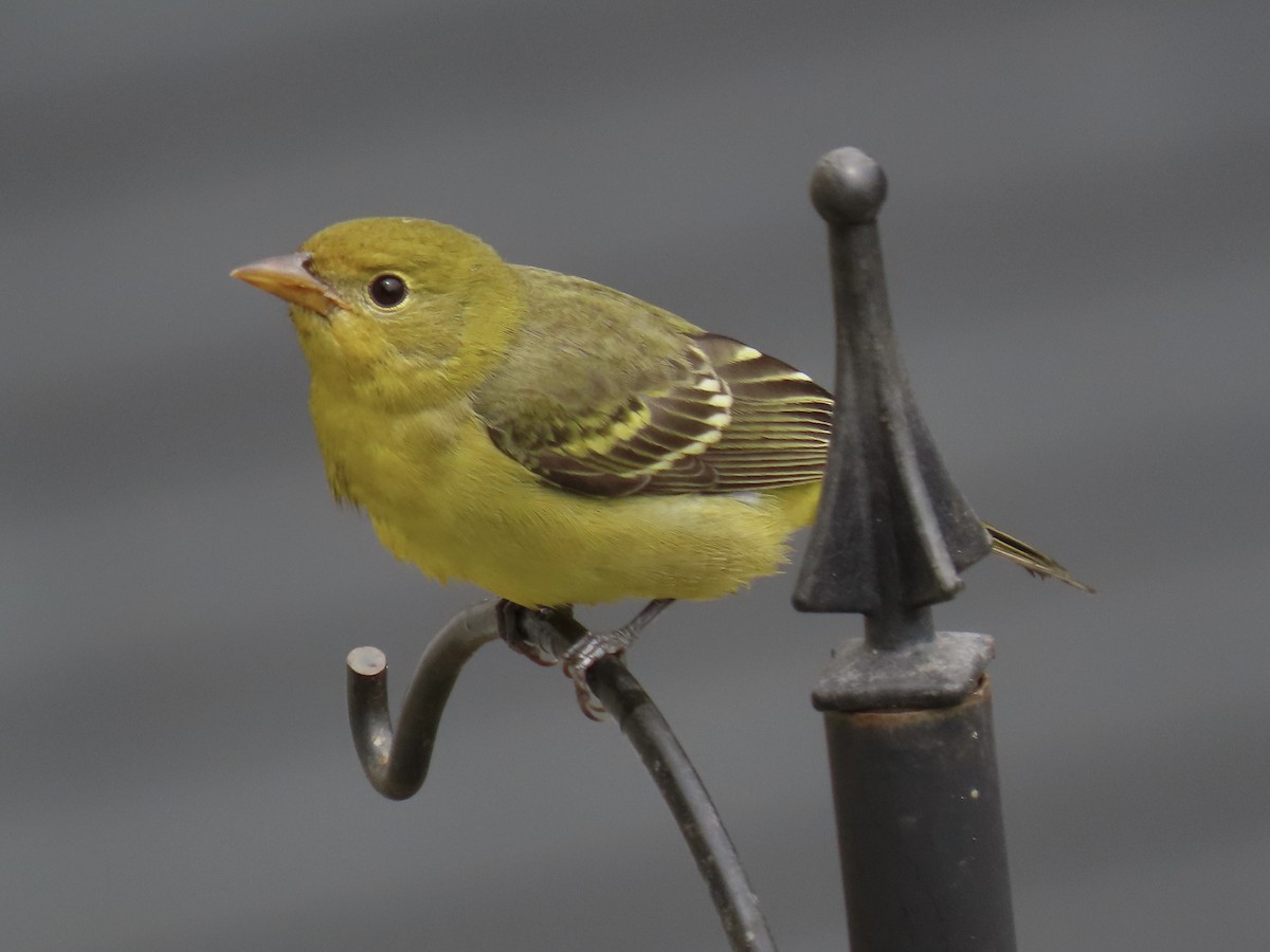 Western Tanager - Alane Gray
