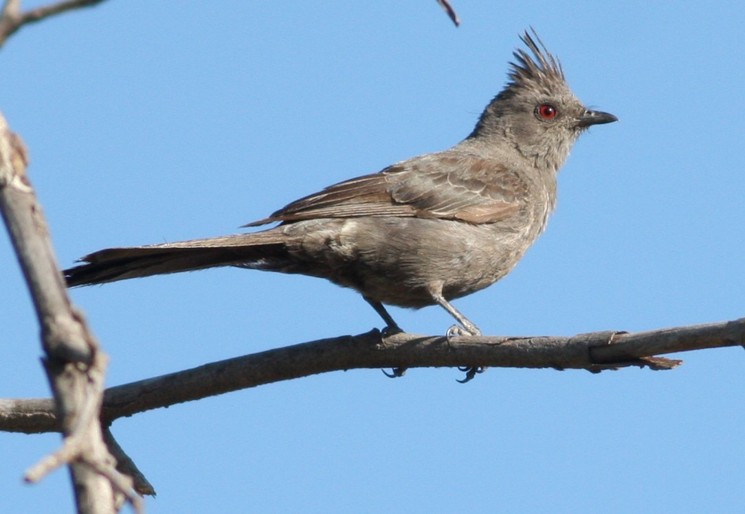 Phainopepla - Joe Sweeney