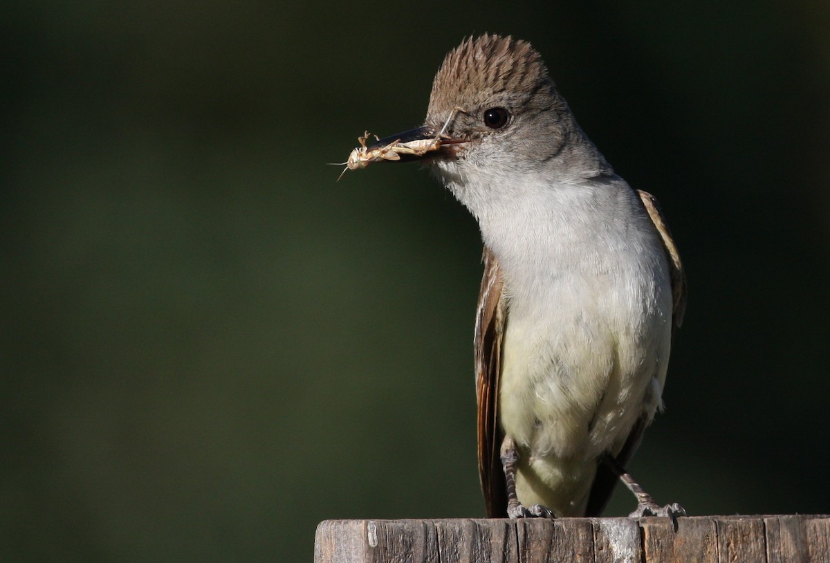 Ash-throated Flycatcher - ML366051771