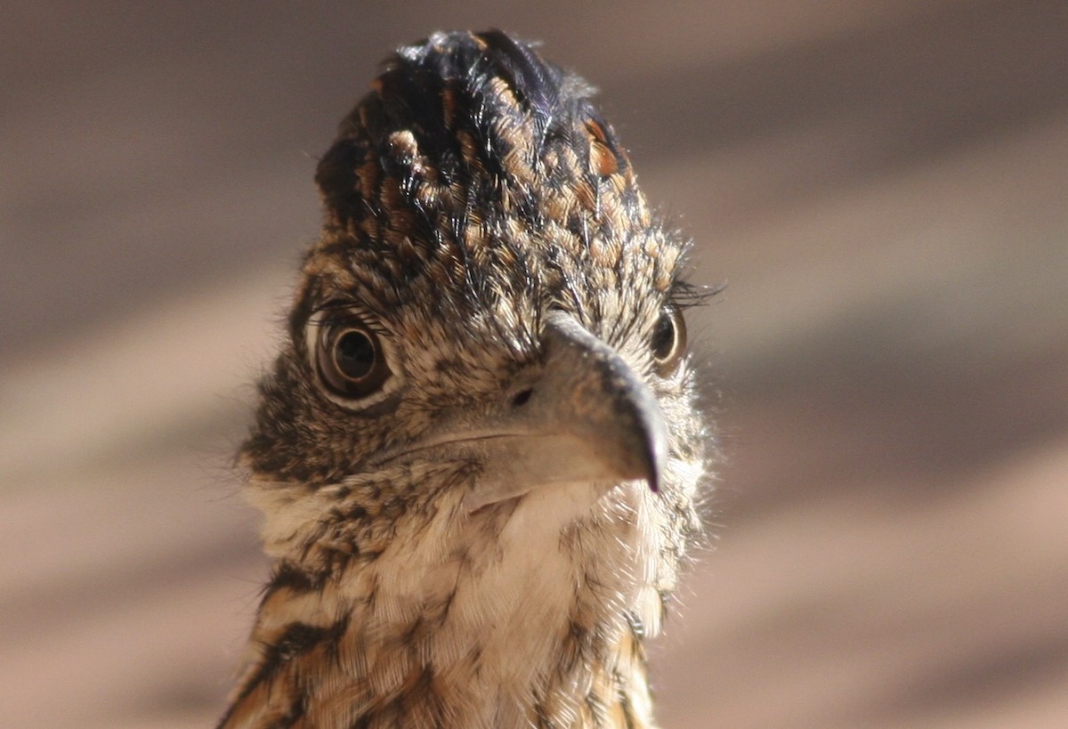 Greater Roadrunner - ML366052421