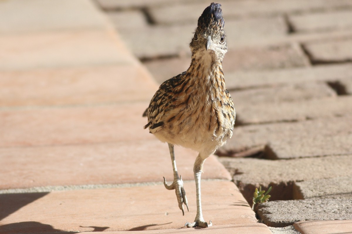 Greater Roadrunner - ML366052441