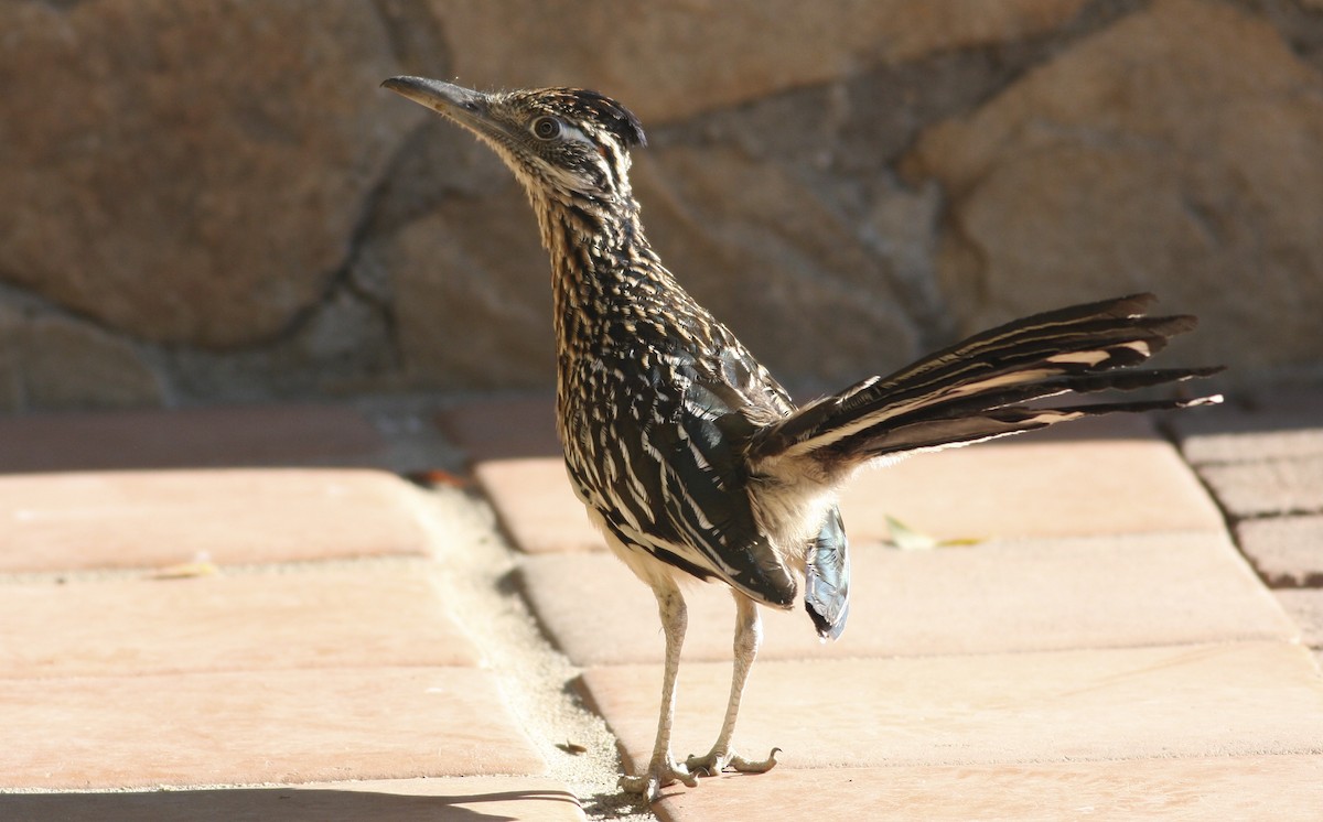 Greater Roadrunner - ML366052451