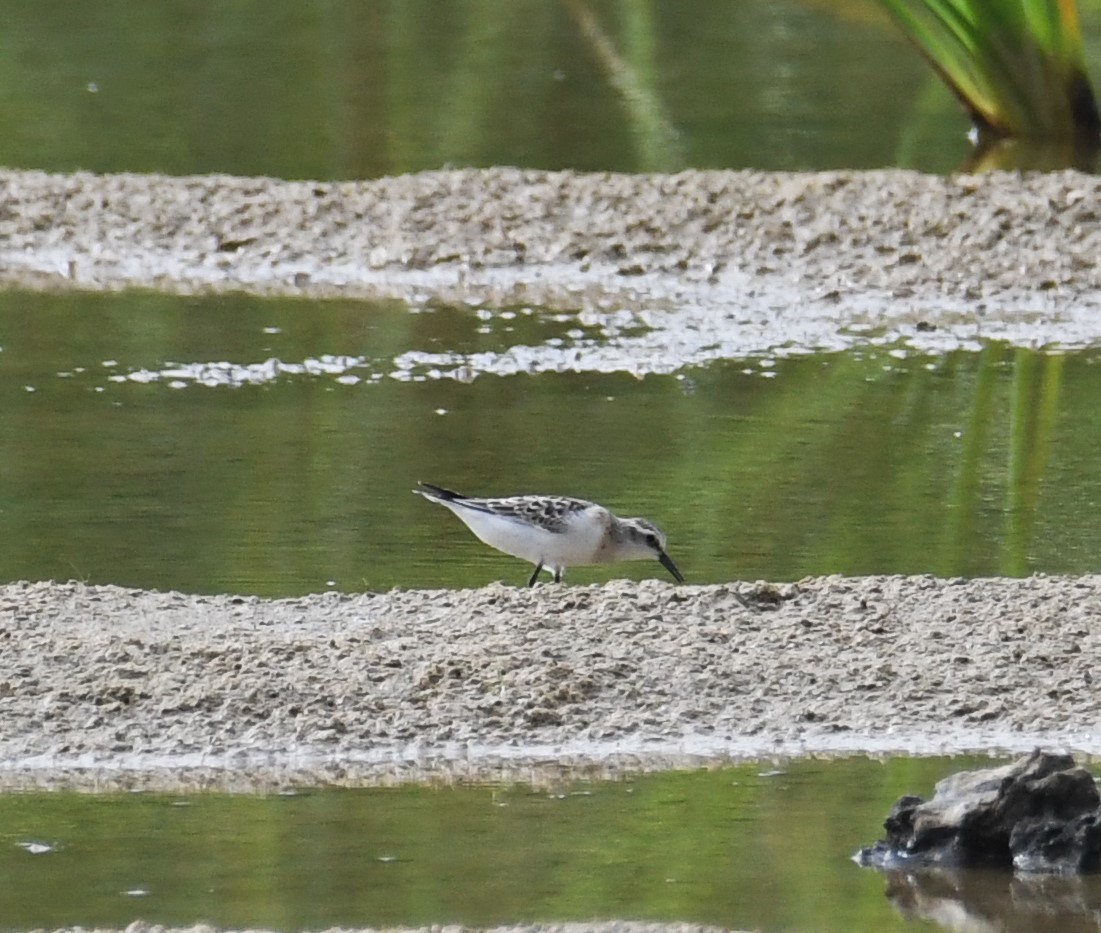 Sanderling - ML366056171