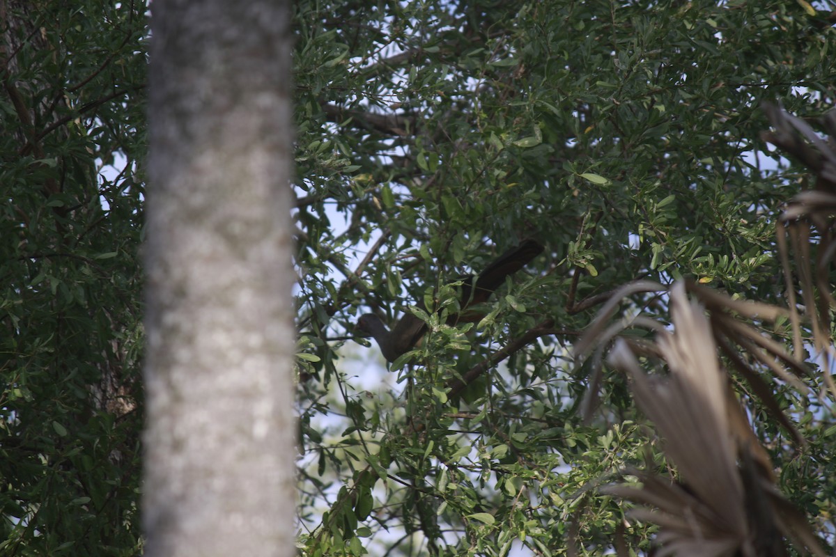 Chachalaca Charata - ML36605671