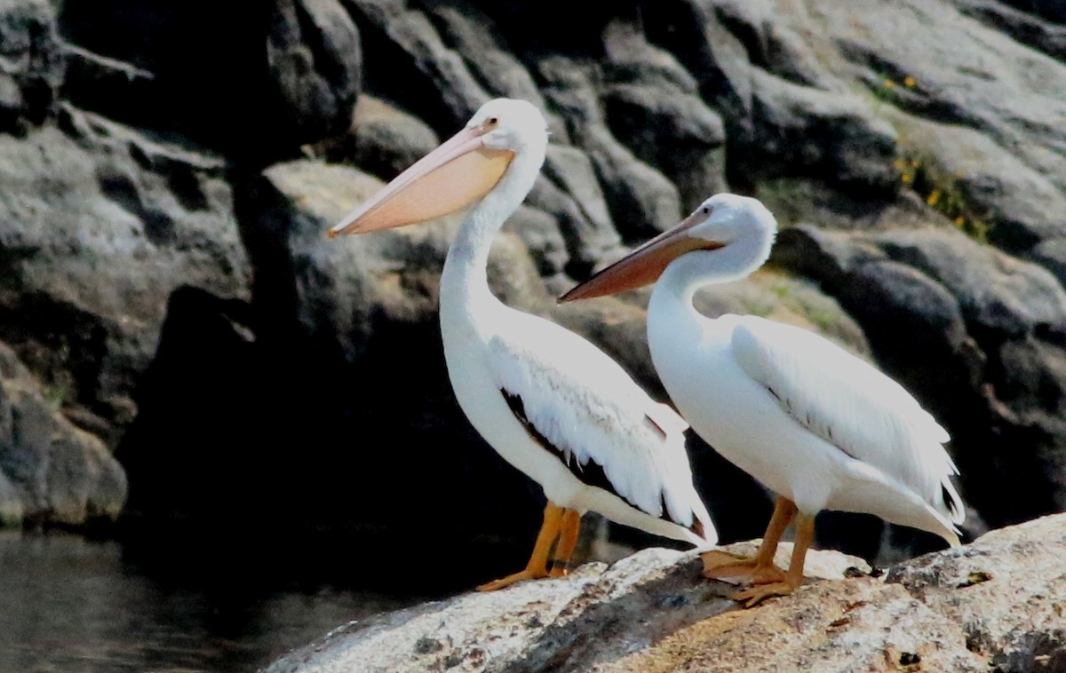 American White Pelican - ML366059281