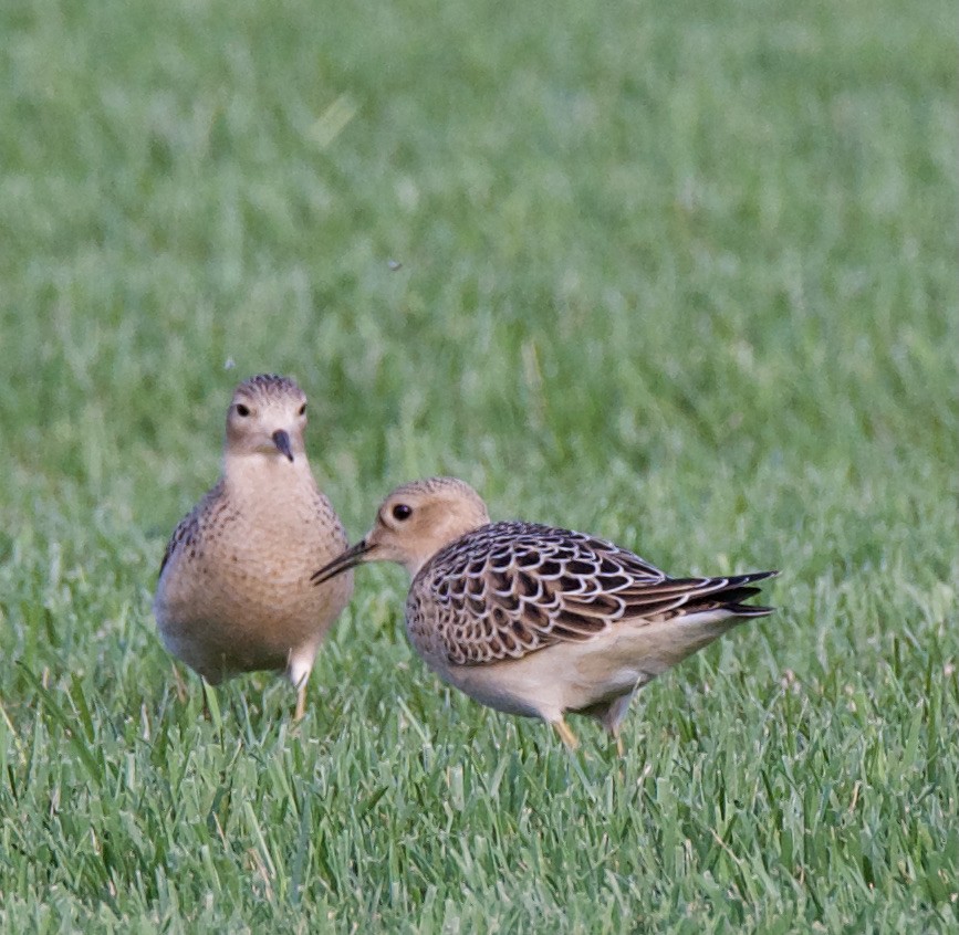 Buff-breasted Sandpiper - ML366059341