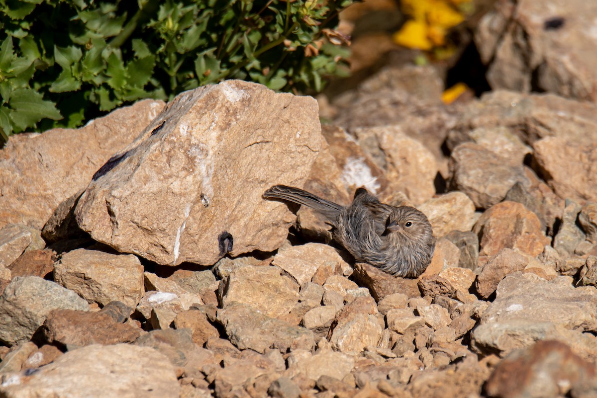 Plumbeous Sierra Finch - ML366060221