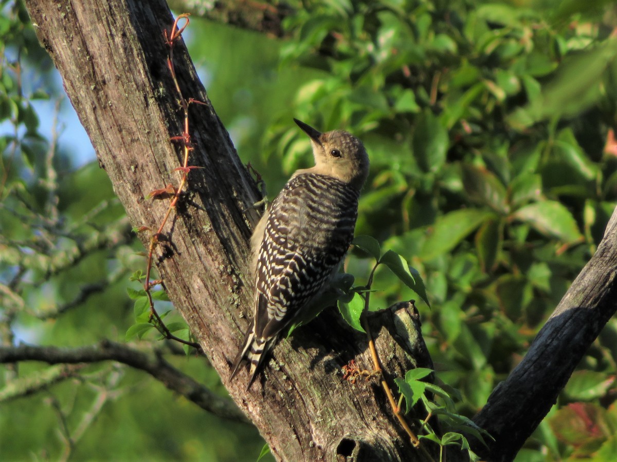 Red-bellied Woodpecker - Pat Sterbling