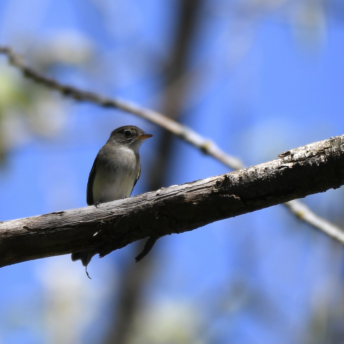 tyranovec malinký - ML366062321