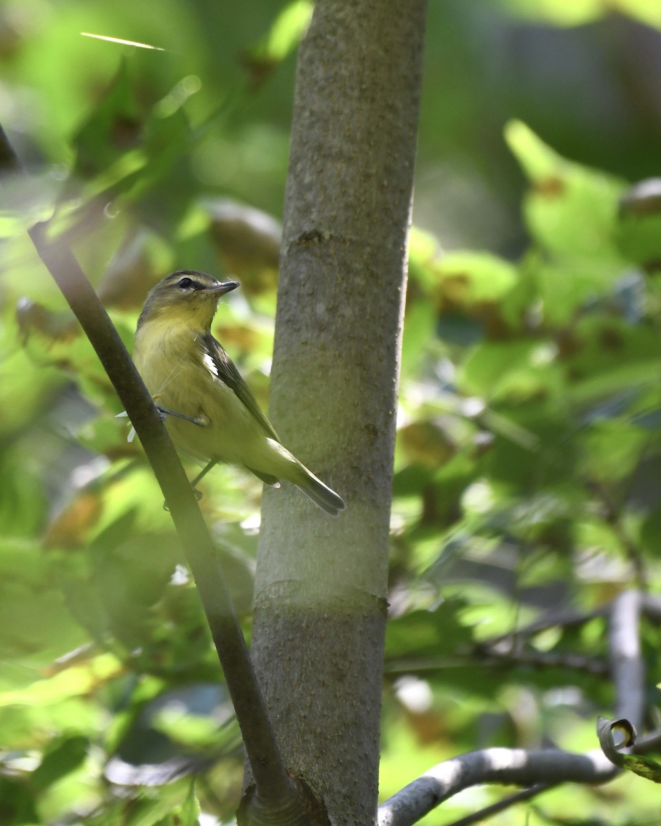 zelenáček kanadský - ML366062341