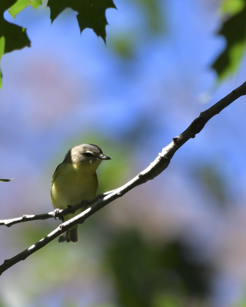 zelenáček kanadský - ML366062351