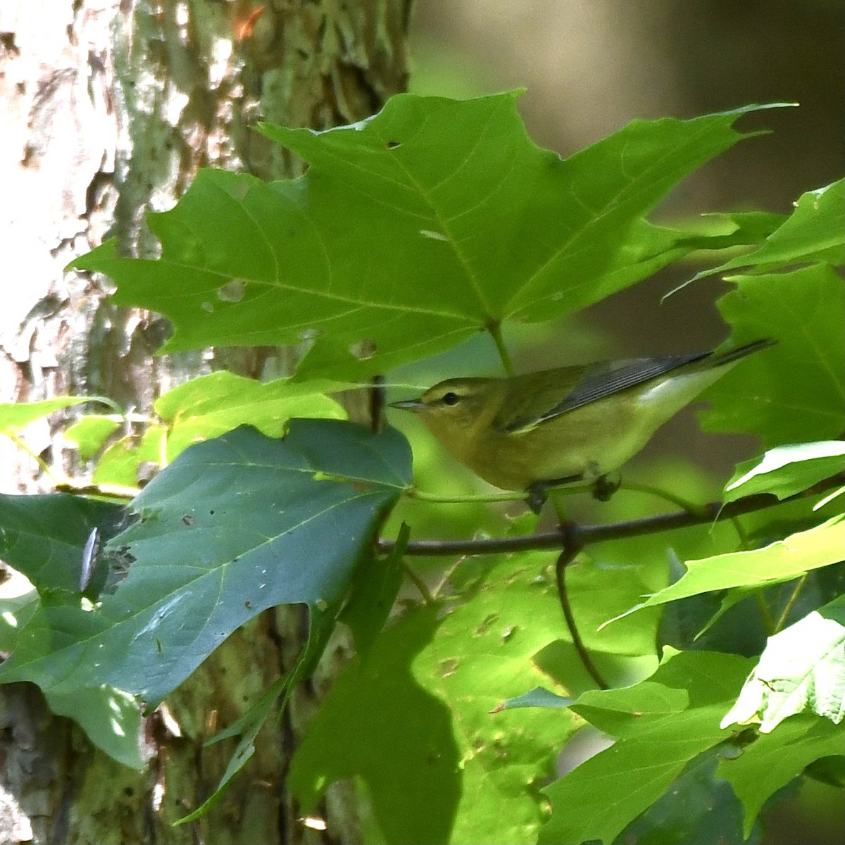 lesňáček olivový - ML366062401