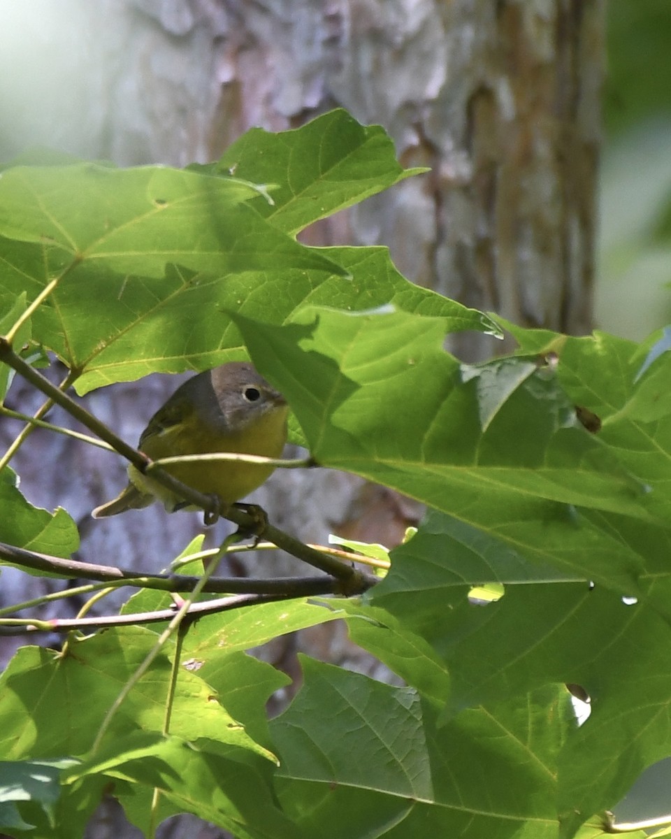 lesňáček rezavokorunkatý - ML366062441