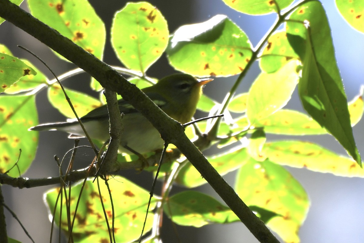 lesňáček lišejníkový - ML366062541