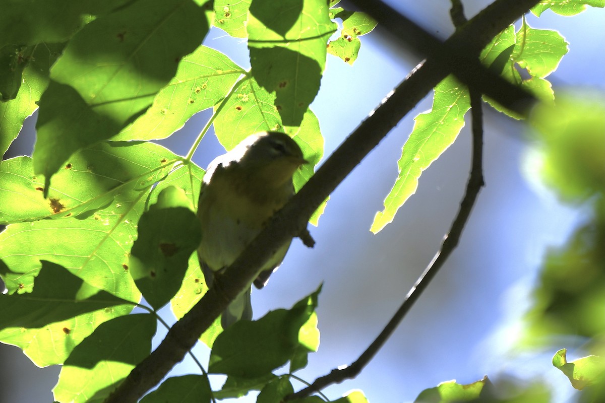 lesňáček lišejníkový - ML366062561